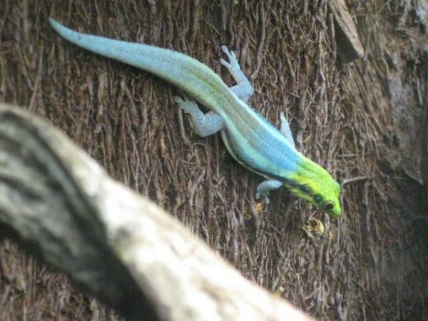 Image 4 of Phelsuma Klemmeri - Neon Day Geckos