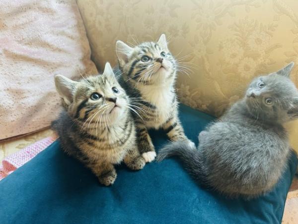 Image 5 of Beautiful kittens 1 grey boy x2 Tabbys