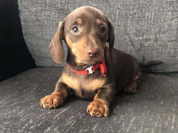Image 6 of Gorgeous miniature smooth haired dachshund