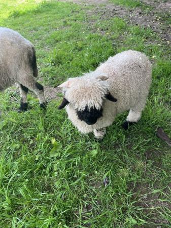 Image 3 of Valais Black nose wether lambs