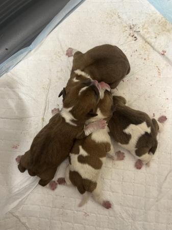 Image 5 of Jack russel mixed litter