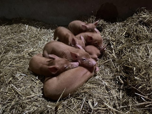 Preview of the first image of Tamworth Gilts and Boars for sale.