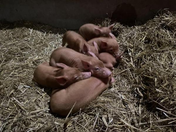 Image 1 of Tamworth Gilts and Boars for sale