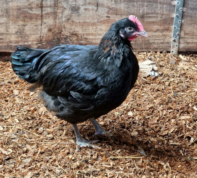 Preview of the first image of French Black Copper Maran Cockerel.