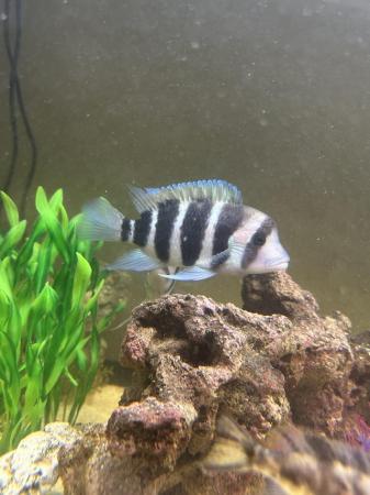 Image 2 of 3 large frontosa cichlids for new waters