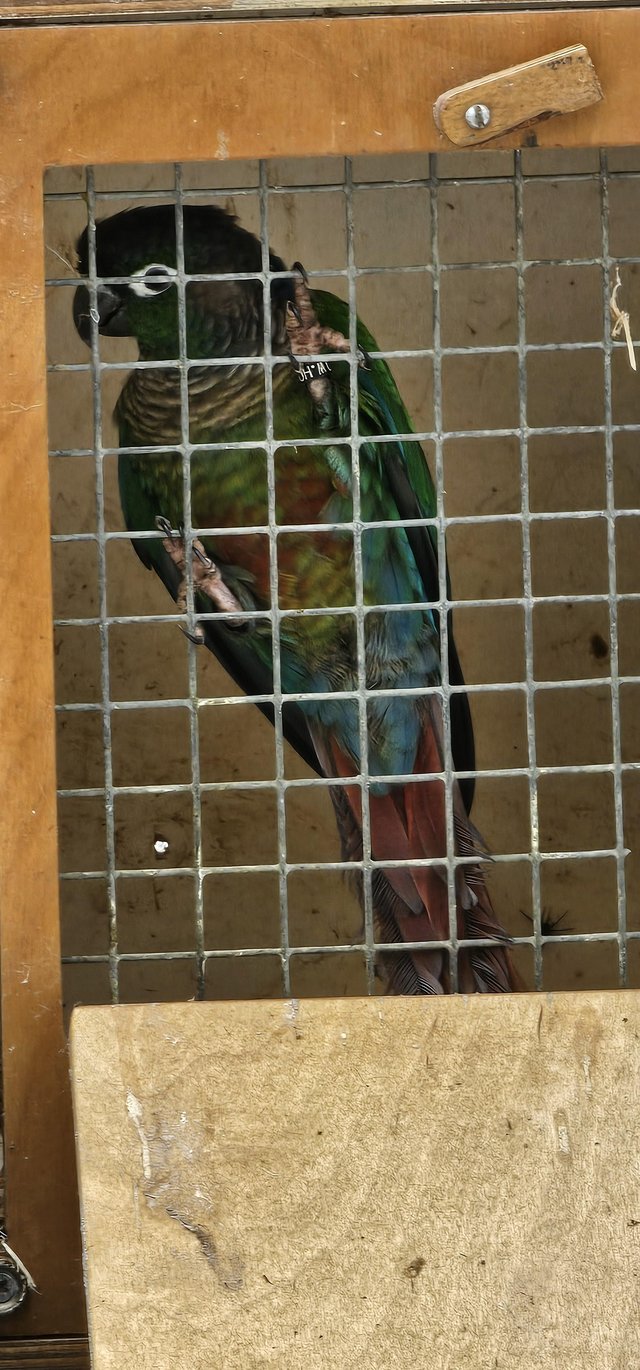 Preview of the first image of 5 year old green violet conure.