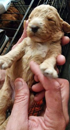 Image 12 of Fabulous F2 cockapoo pups for sale