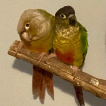 Image 4 of Two baby Sun Conures chicks