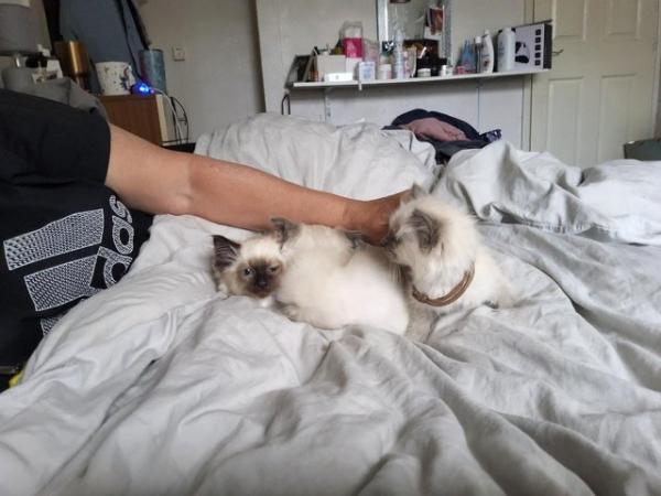 Image 1 of Ragdoll kittens 3 boys microchipped £300 ready forever homes
