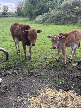 Image 2 of Zebu cattle calves available - 1 male, 1 female