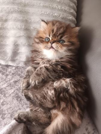 Image 11 of 2 happy and healthy pedigree persian kittens for sale