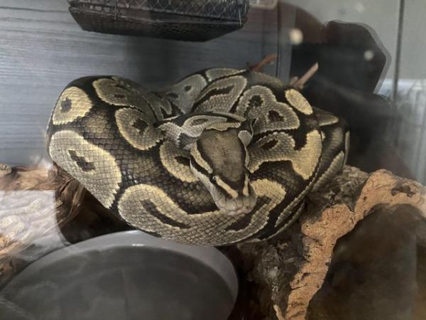 Image 4 of Royal Python - adult female
