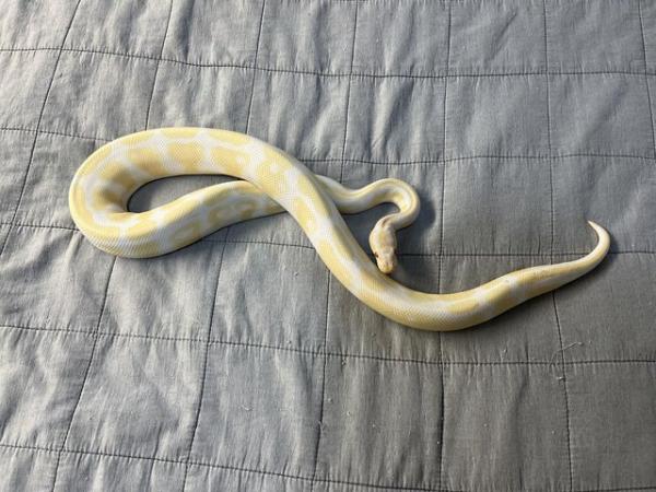 Image 2 of Albino male Ball python.