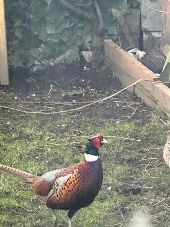 Image 6 of Pheasants male and female available for sale.