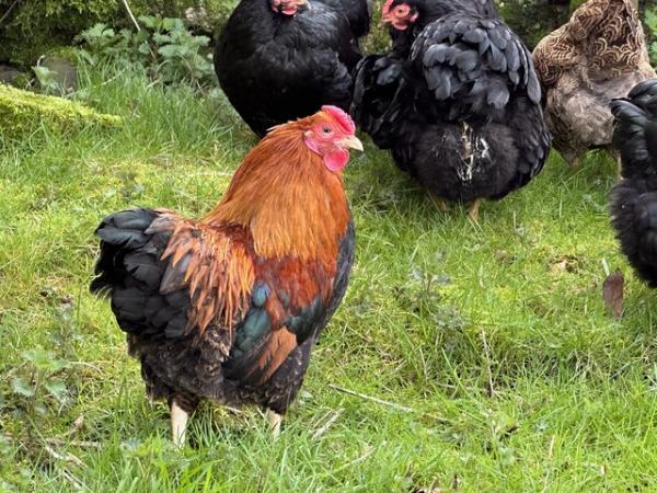 Image 2 of Wyandotte bantam hens black,white,partridge chickens