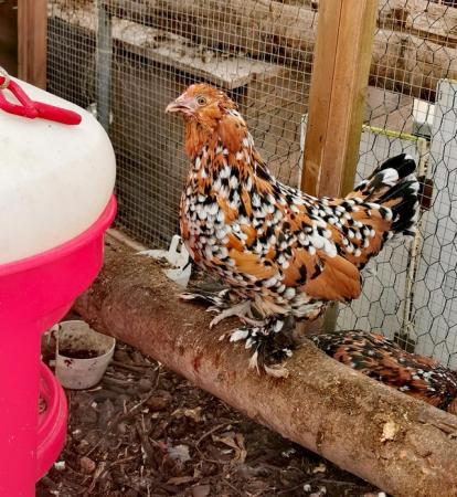 Image 3 of Barbu DUccle MilleFleur Hatching Eggs chicks Chickens bantam