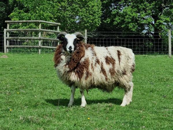 Image 1 of Pedigree Jacobs Ewes and Lambs - Various