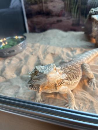 Image 5 of Male bearded dragon, under a year old