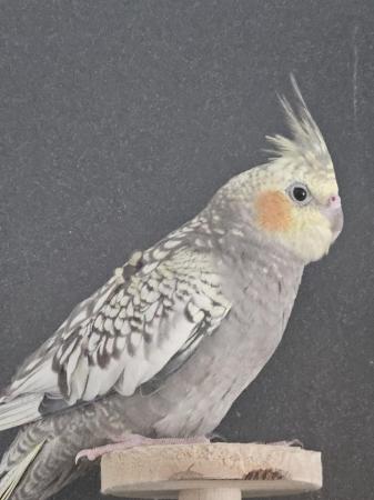 Image 1 of Beautiful male pearl cockatiel for sale