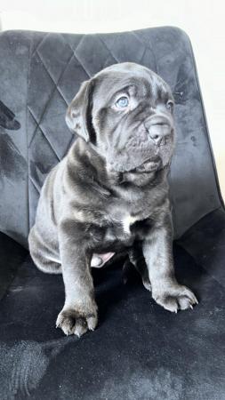 Image 7 of Chunky Champion Blood Line Cane Corso Puppies