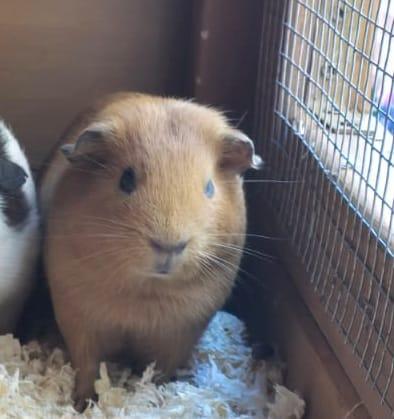 Preview of the first image of 7 Guinea Pigs For Sale to a lovin home 1 Male 6 Females.