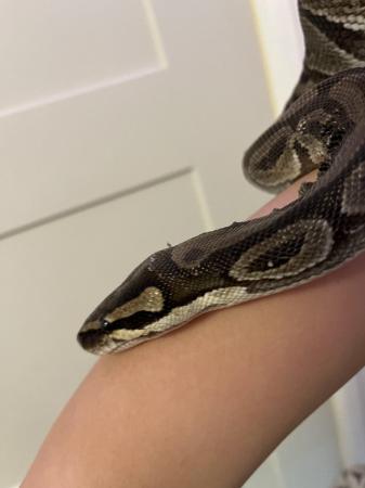 Image 3 of 10 year old African Ball Python *Female*