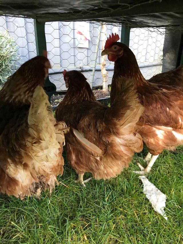Preview of the first image of Laying age warren hens for sale.