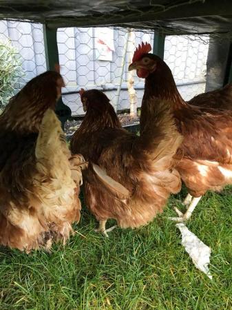 Image 1 of Laying age warren hens for sale