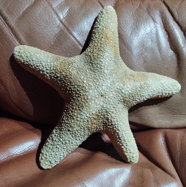 Preview of the first image of A Large Sculptural Dried Jungle Starfish.