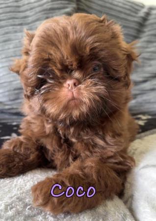 Image 6 of 2 Beautiful Boy Shih Tzu’s.**READY NOW** Prices Vary.