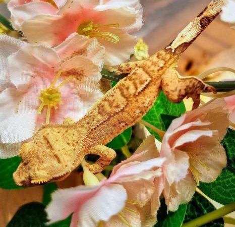 Image 6 of Beautiful Male Crested Gecko