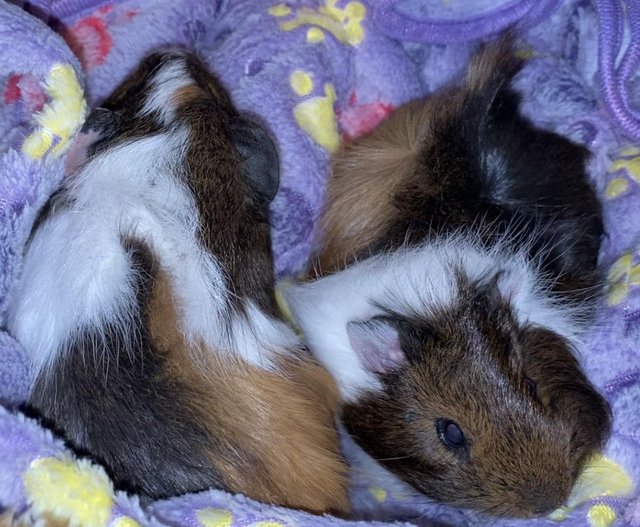 Preview of the first image of Gorgeous female baby guinea pigs.