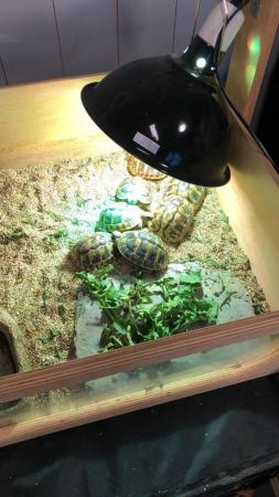 Image 3 of Herman tortoise hatched July 2023 with cities certification