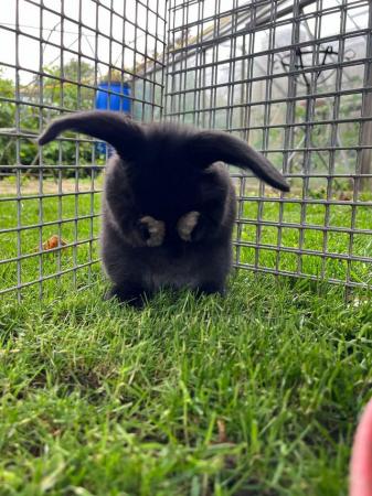 Image 5 of For sale baby rabbits ready now