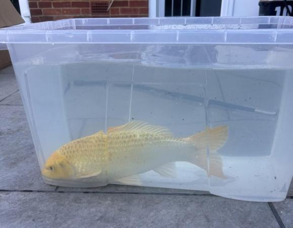 Image 3 of 2 Koi Carp for sale 14/18 inches