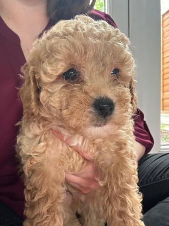 Image 10 of Stunning Red Maltipoo Puppies - ready today!