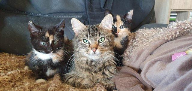 Image 1 of 8 week old maincoon x kittens for sale