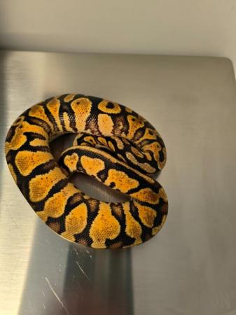 Image 4 of Pastel yellowbelly poss more female ball python 2023