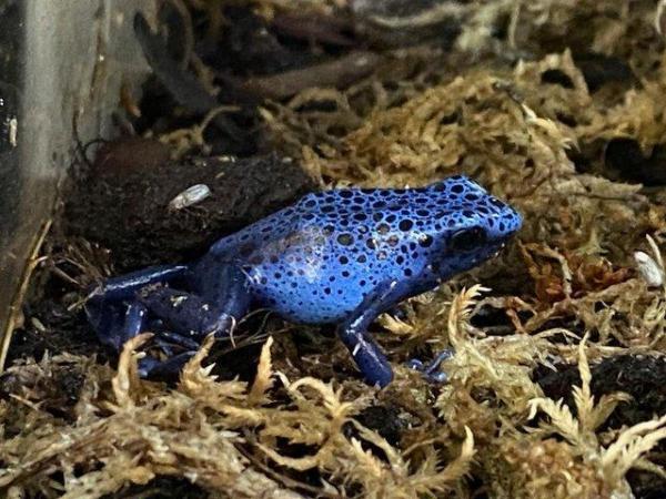 Image 5 of Dart Frogs for sale at Birmingham Reptiles