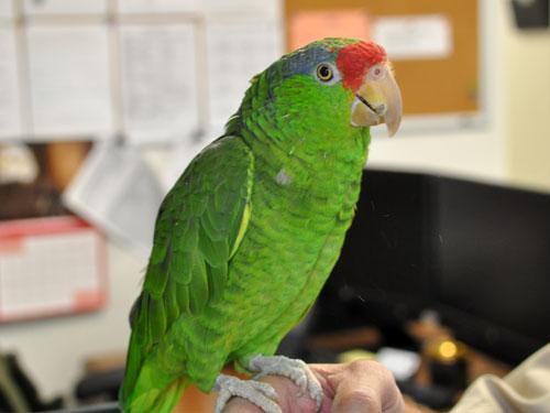 Preview of the first image of Green Cheek Amazon parrot.