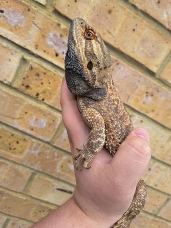 Image 3 of Normal male bearded dragon