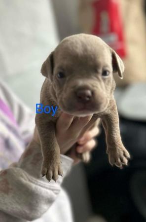 Image 3 of Pocket Bully pups for sale