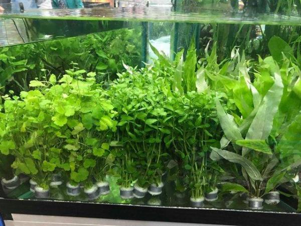 Image 2 of Aquatic Plants Available At The Marp Centre
