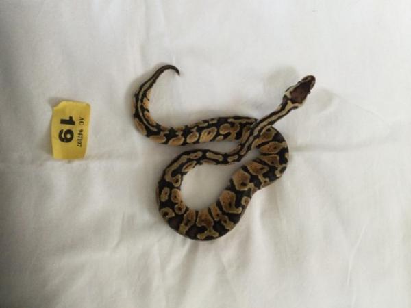 Image 7 of Pastel baby royal python - Female