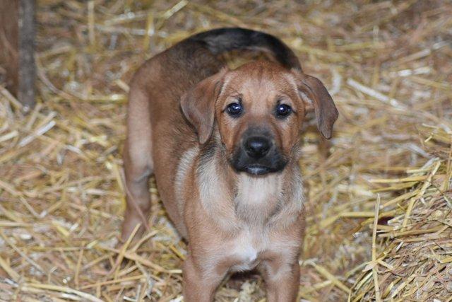 Image 2 of Huntaway Puppies for Sale. Ready to leave now!