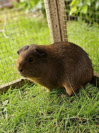 Image 4 of 22mth old American guinea pig and hutch