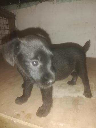 Image 15 of Patterdale terrier pups ready now little livewires