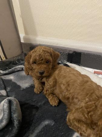 Image 9 of 7 week old red TOY poodle puppies