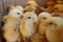 Preview of the first image of Female Chicks and Chickens for sale.