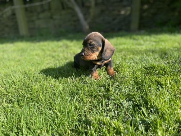 Image 8 of K C wire haired dachshund puppies